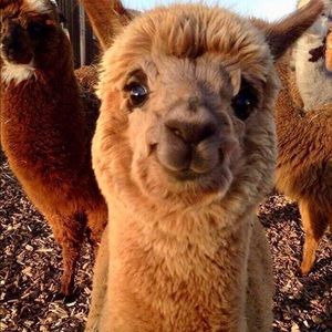 Meet your Posher, Veronica